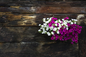 White and violet flowers covering window of wooden log cabin