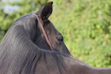 black horse looking backwards