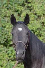 Obraz premium black horse looking stright into camera portrait