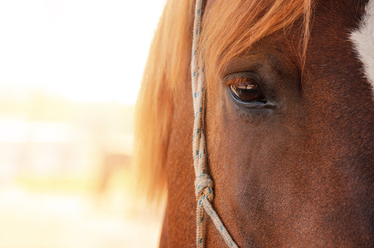 Eye of horse  on the sunshine  background