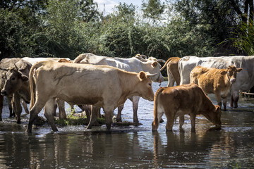 Vacas pasando por el río. Ganado vacuno. Rebaño de vacas.