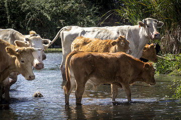 Vacas pasando por el río. Ganado vacuno. Rebaño de vacas.