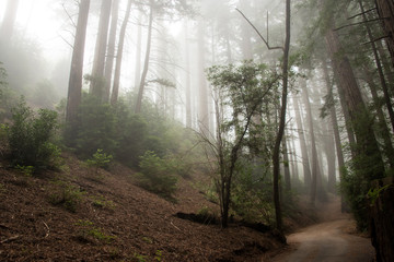Obraz premium Redwood trees in the fog
