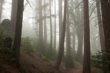 Redwood trees in the fog