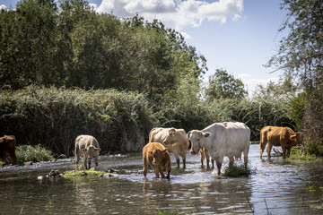 Vacas pasando por el río. Ganado vacuno. Rebaño de vacas.