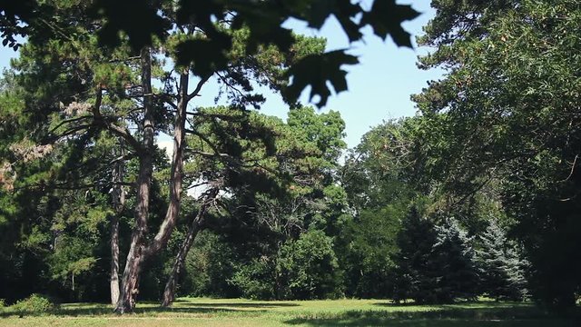 Askania Nova. Trees in the meadow. Landscape.