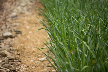 Garlic plants