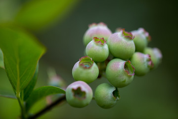 Blueberries unripe close up