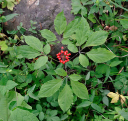 Korean wild root ginseng with berries. A close up of the wild most famous medicinal plant ginseng (Panax ginseng).