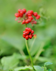 Korean wild root ginseng with berries. A close up of the wild most famous medicinal plant ginseng (Panax ginseng).