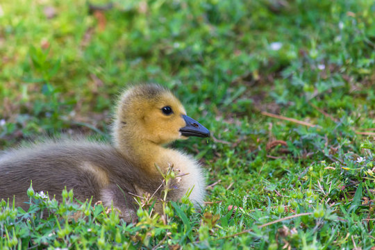 Close up of a baby goose resting in the spring grass. 