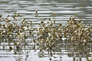 Young mangrove plants reaching above calm water surface.