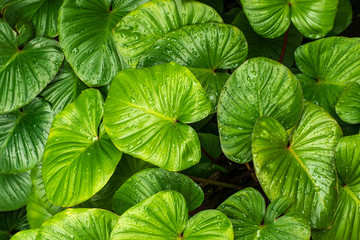 Water drops on green leaves