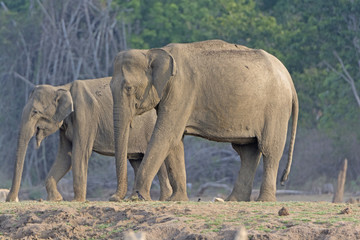 Obraz na płótnie Canvas Large Female Indian Elephant along the River Bank