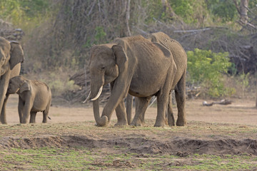 Male Indian Elephant along the River Bank