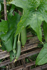 Growing fresh loofah,