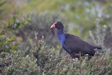 Adult purple swamphen (pukeko) Porphyrio porphyrio on top of bush.