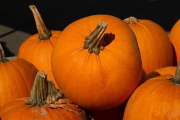 Oranger großer Kürbisse