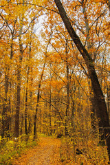 Obraz premium Autumn forest