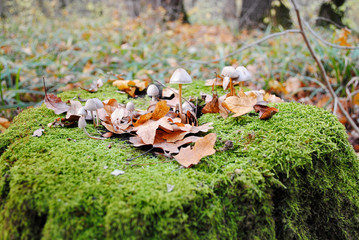 Mushroom in the woods
