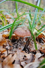 Mushroom in the woods
