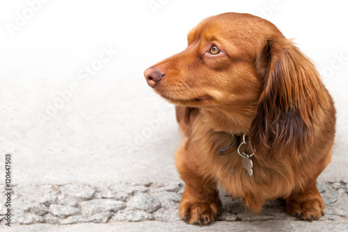 Long Haired Miniature Dachshund Isolated On White Stock Photo And