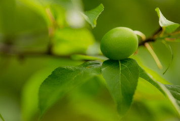 Plum starting to grow