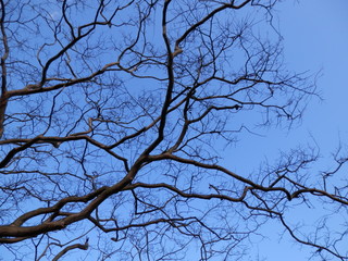 枯れ木越しの冬の青空