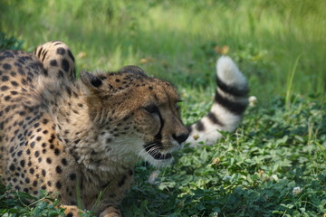 チーター