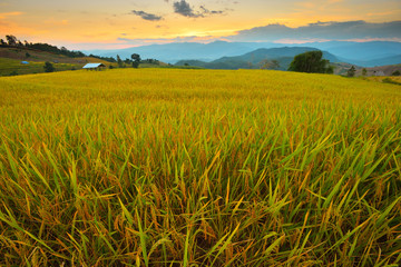Cornfield sunset of Thailand.