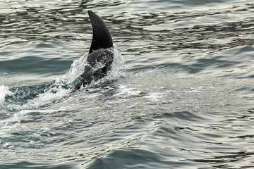 Killer Whale - Orcinus Orca in Pacific Ocean. Water area near Kamchatka Peninsula.