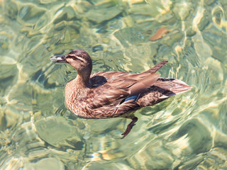 High angle view on a brown duck in transparent water