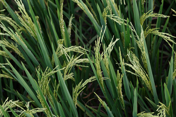 The ripe paddy fields
