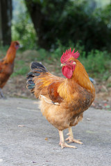 A rooster in the wild