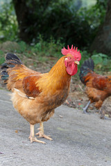 A rooster in the wild