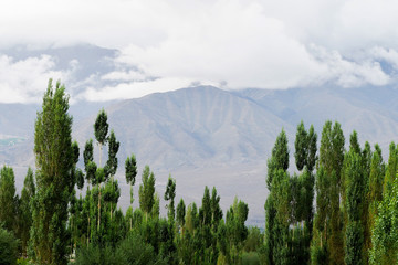 Naklejki  Zielone drzewa na tle gór w Leh, Ladakh, Indie