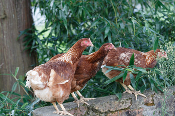 Three chicks in the wild