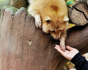 Hands - The extending the hand of human and raccoon that forms the trusts. © kalpat