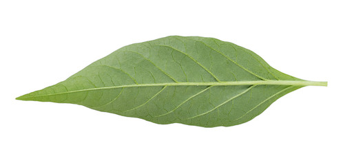 chili pepper leaves on white background