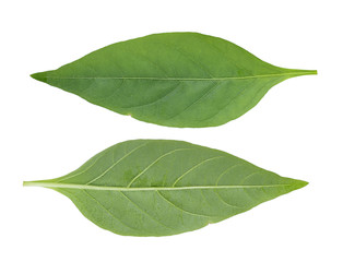 chili pepper leaves on white background