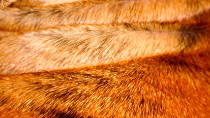 boxer dog hair close up