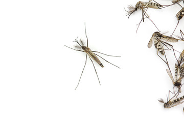Close up Mosquito isolated on white background, Top view