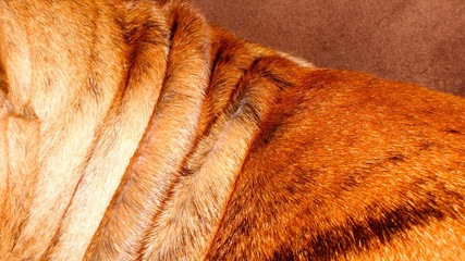 boxer dog hair close up