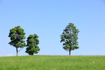 青空と樹木 