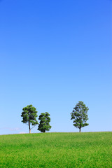 Fototapeta na wymiar 草原と樹木 