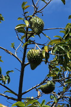 corossolier