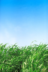 Obraz premium 草原と青空