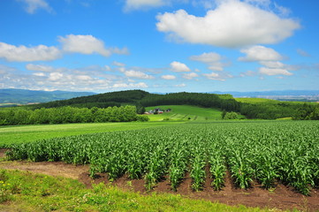 Fototapeta na wymiar Green Plantation Fields in Biei, Hokkaido, Japan