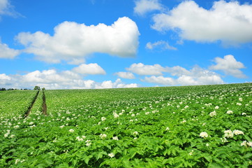 Green Plantation Fields in Biei, Hokkaido, Japan