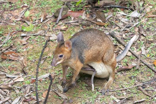Red-legged Pademelon with large Joey in pouch